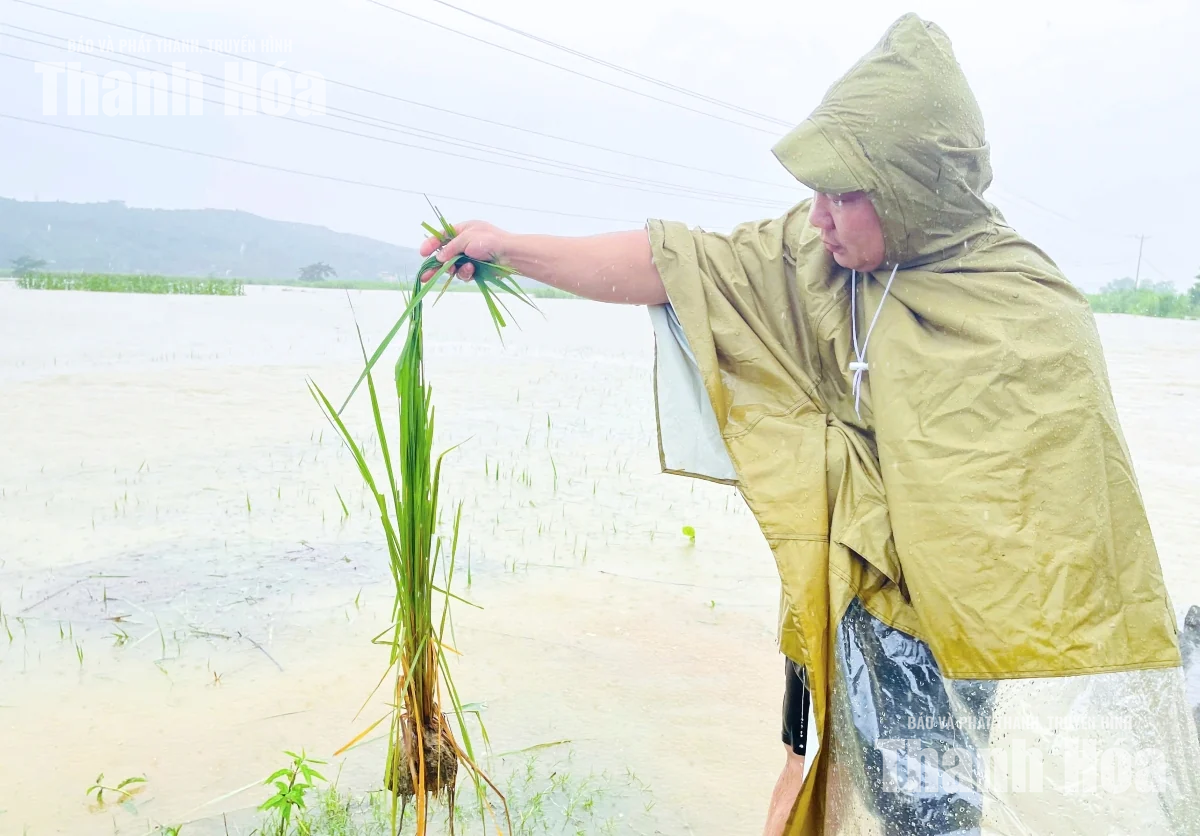 Hàng trăm ha cây trồng ở các xã Vân Du, Kim Tân bị ngập lụt