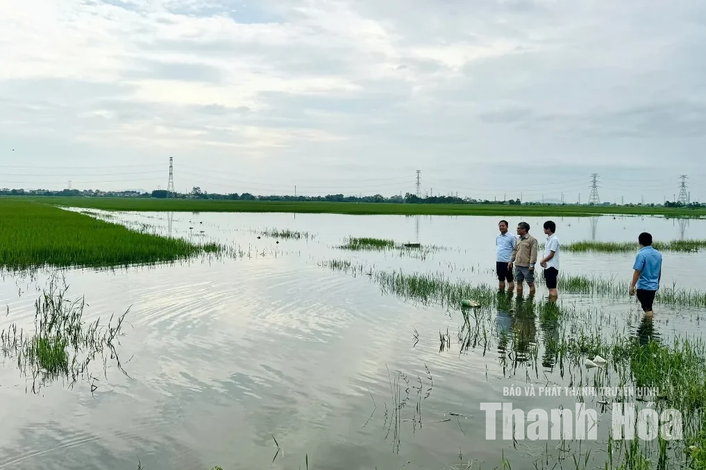 Chủ động tiêu úng, bảo vệ sản xuất&nbsp;