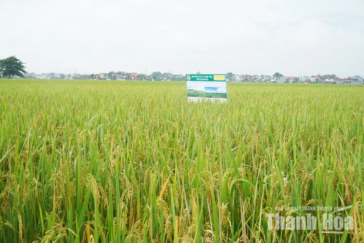Đánh giá mô hình canh tác lúa thân thiện với môi trường