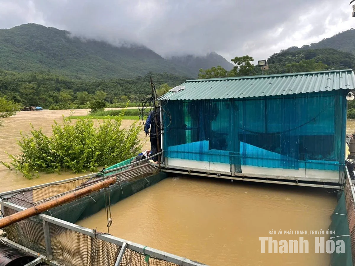 Nước sông Lò dâng cao, người nuôi cá lồng khẩn trương di dời lồng cá