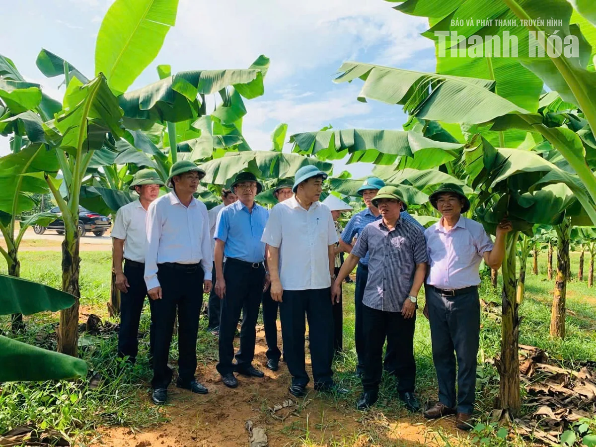Giám sát tích tụ, tập trung đất đai phát triển nông nghiệp tại xã Tượng Lĩnh