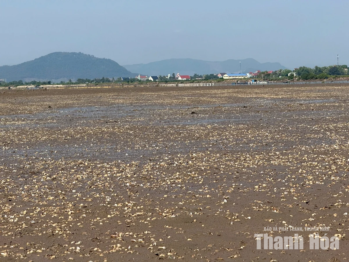 Khẩn trương xác định nguyên nhân ngao chết bất thường ở phường Ngọc Sơn