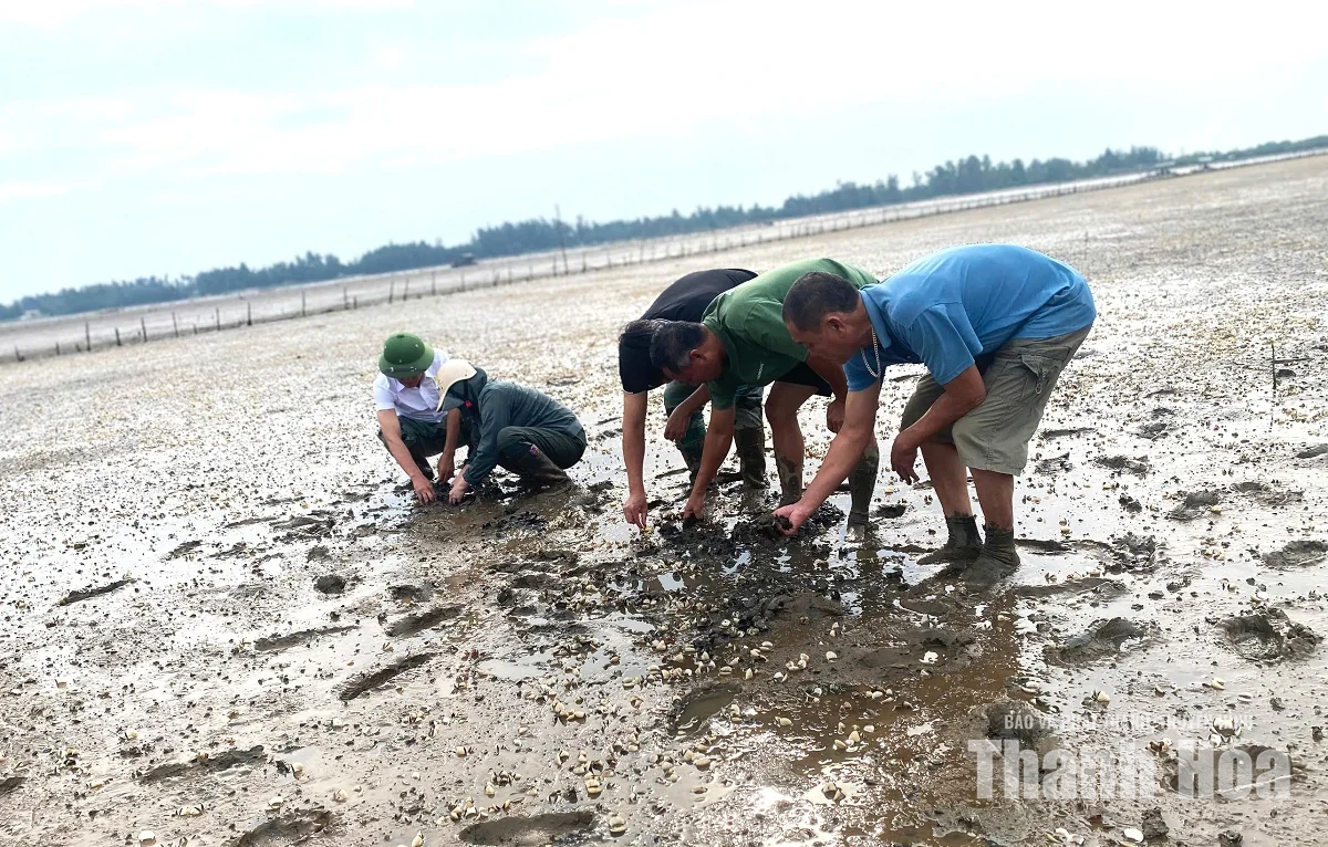 Người nuôi ngao phường Ngọc Sơn mong sớm tìm nguyên nhân ngao chết hàng loạt
