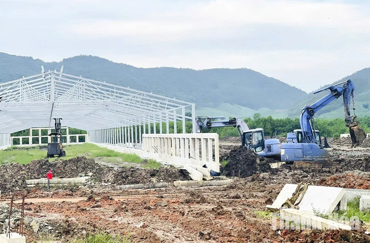 Đẩy nhanh tiến độ các dự án&nbsp;chăn nuôi quy mô lớn