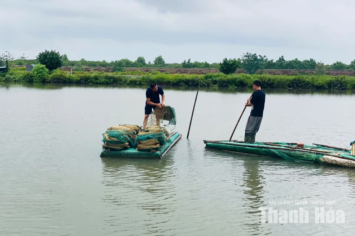 Các vùng nuôi trồng thủy sản chủ động ứng phó với mưa lớn