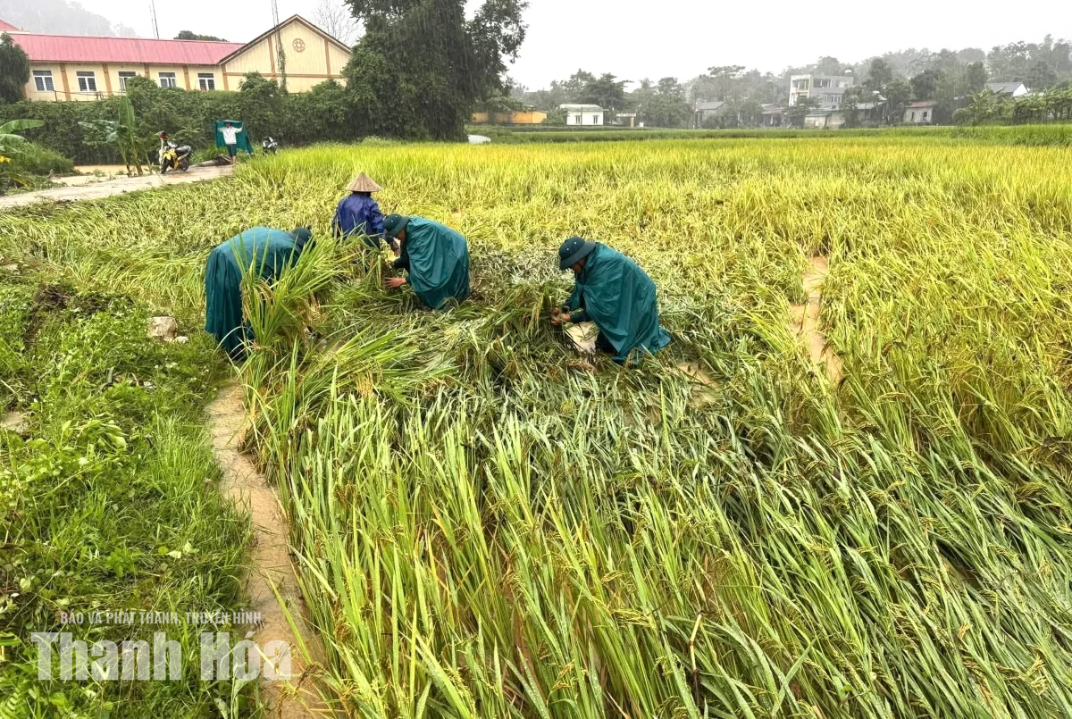 Giúp dân thu hoạch lúa sau mưa lũ