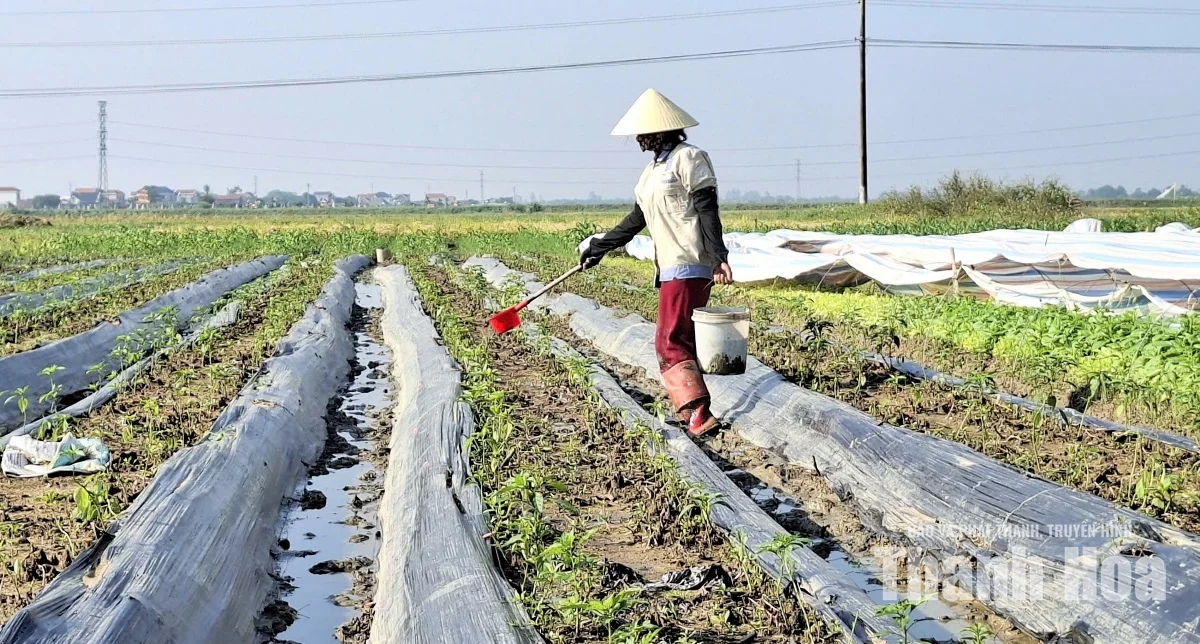 Nông dân khẩn trương khôi phục sản xuất sau mưa lũ