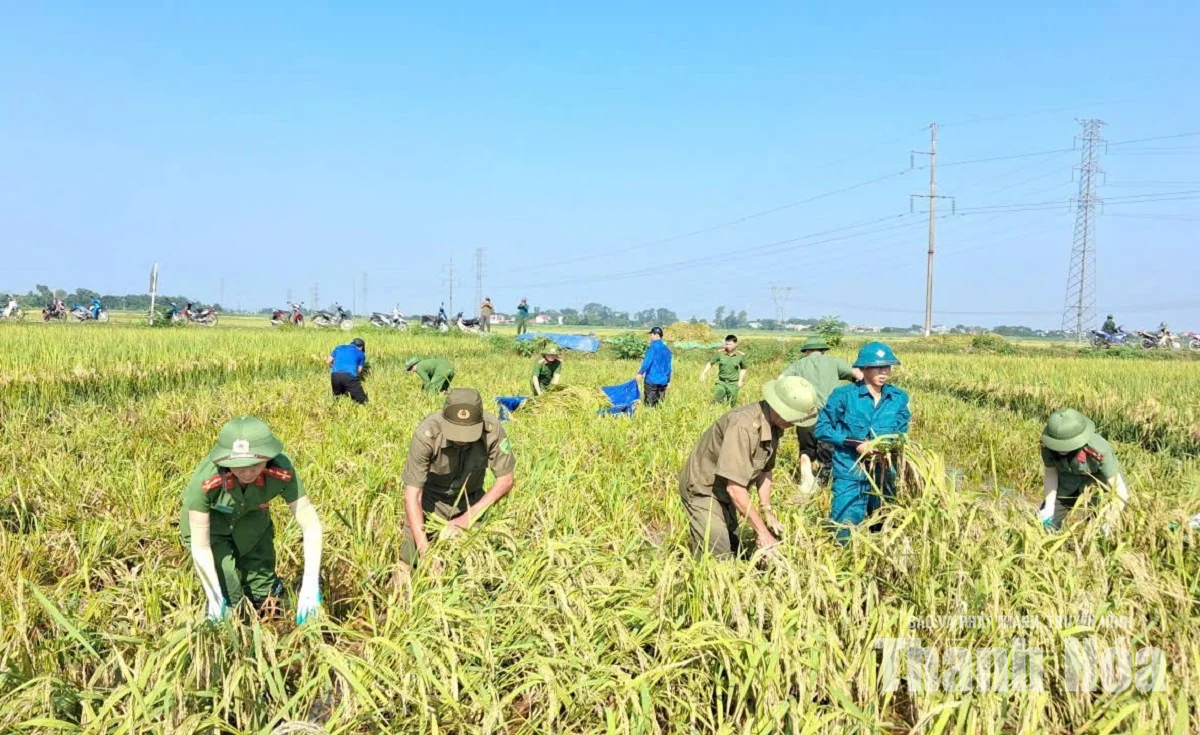Nông dân khẩn trương khôi phục sản xuất sau mưa lũ