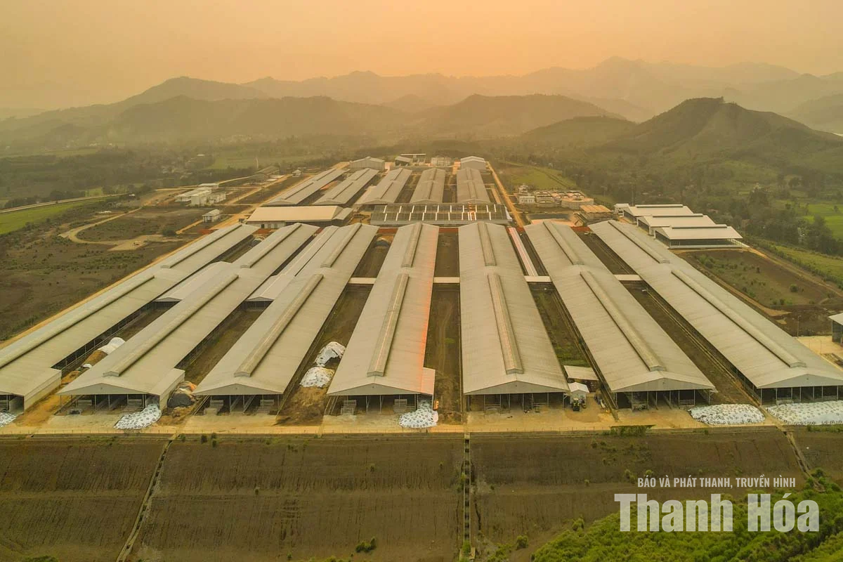 Xây dựng ngành chăn nuôi theo hướng&nbsp;hiện đại, an toàn, xanh và bền vững