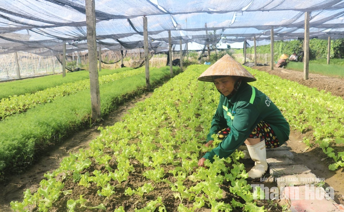 Nguồn cung rau xanh khan hiếm, người tiêu dùng linh hoạt điều chỉnh chi tiêu