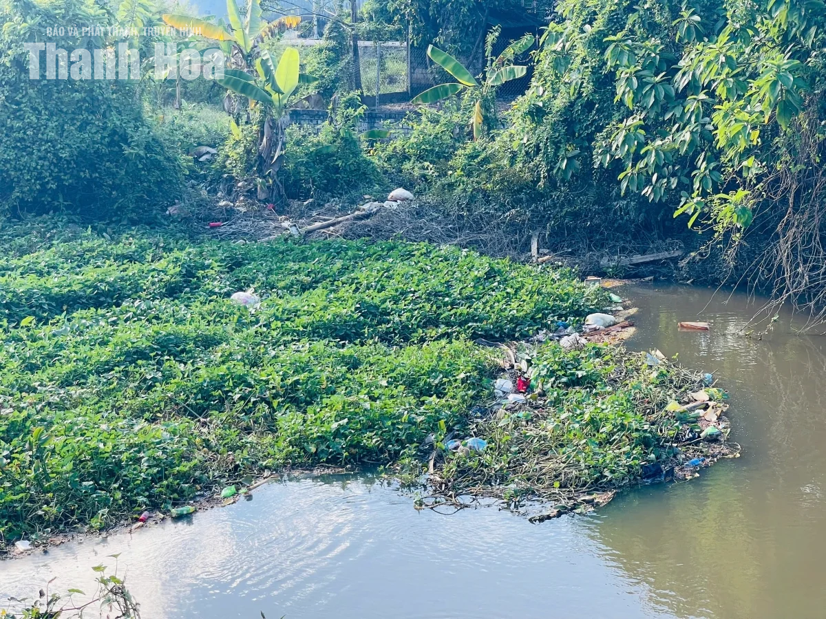 Dòng chảy kênh Nhà Lê bị bủa vây bởi rác, bèo