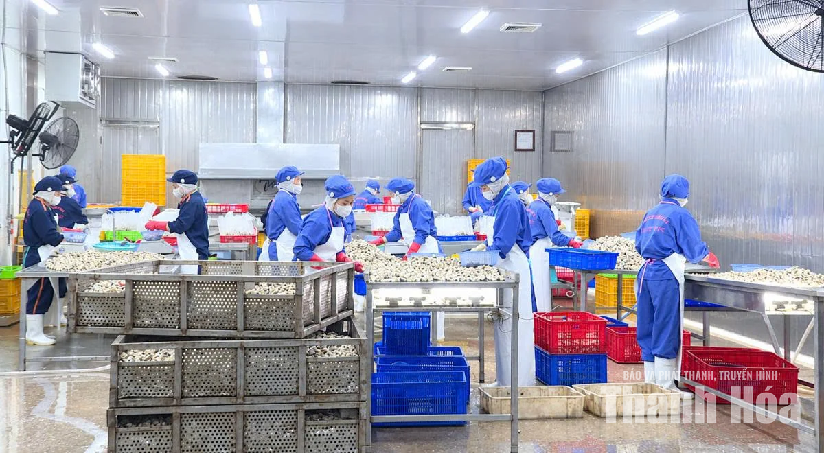 Chuẩn hóa vùng nuôi ngao,&nbsp;nâng sức cạnh tranh cho sản phẩm xuất khẩu