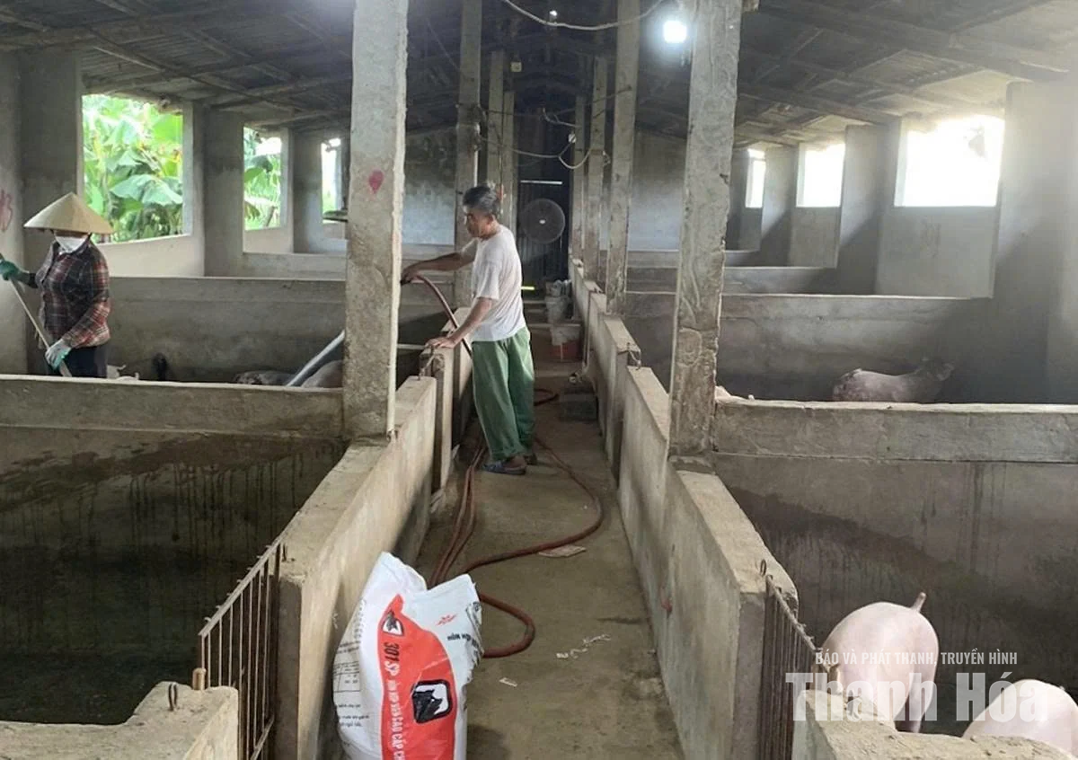 Tái đàn, tăng đàn vật nuôi những tháng cuối năm