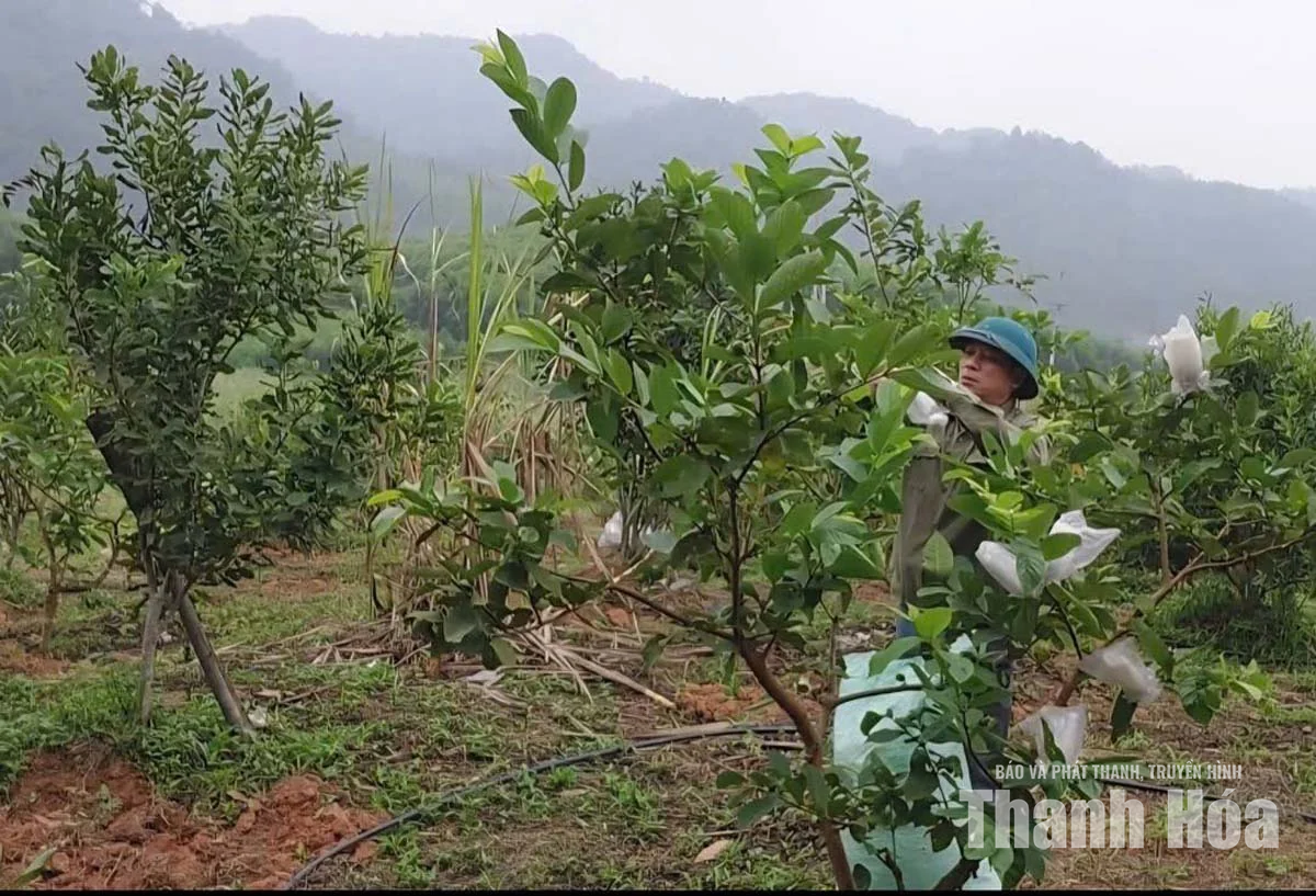 Phát triển kinh tế gia đình&nbsp;từ trồng cây mắc-ca