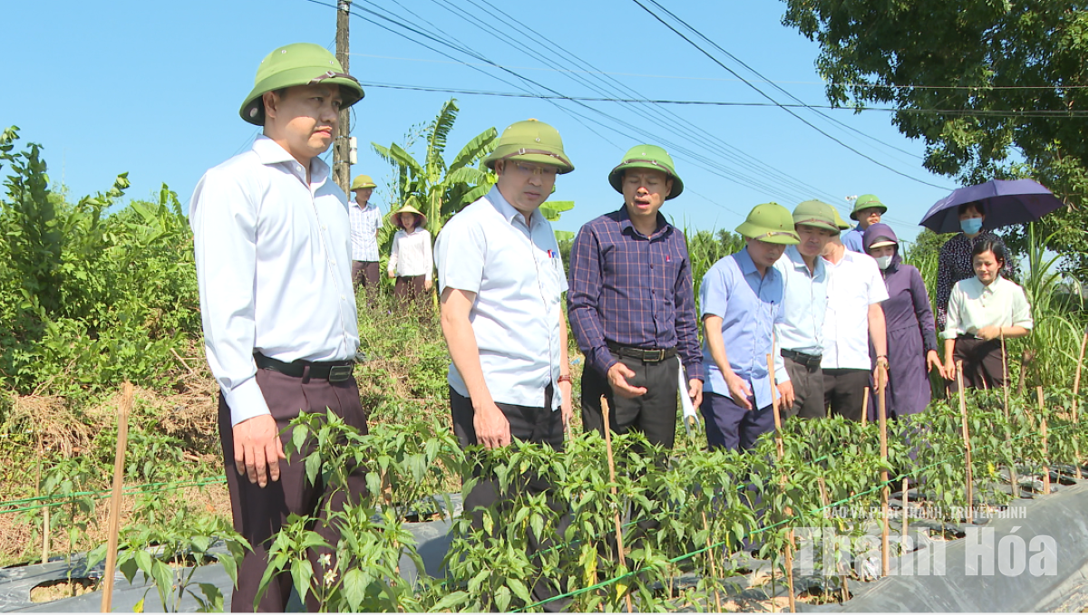 Phó Chủ tịch UBND tỉnh Cao Văn Cường kiểm tra sản xuất vụ Đông