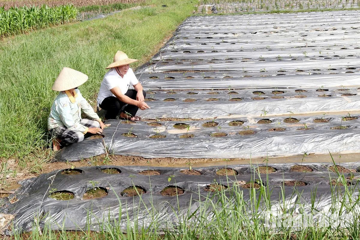 Khôi phục và sản xuất vụ đông gắn với&nbsp;liên kết bao tiêu sản phẩm ở Yên Định