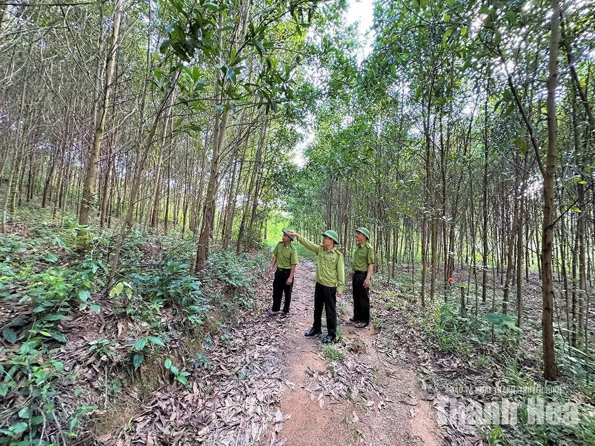 Giữ vững màu xanh đại ngàn