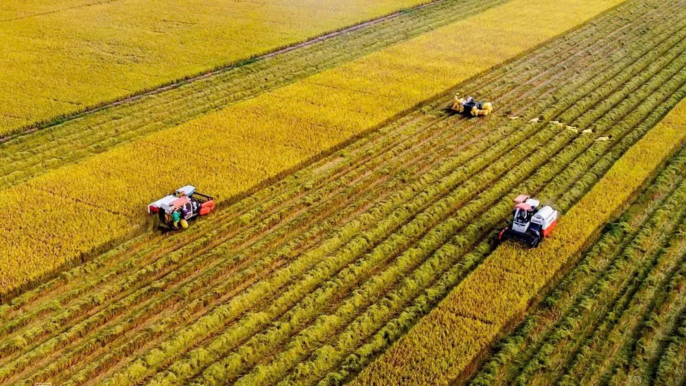 Sản xuất nông nghiệp gấp rút hoàn thành mục tiêu cuối năm 2026
