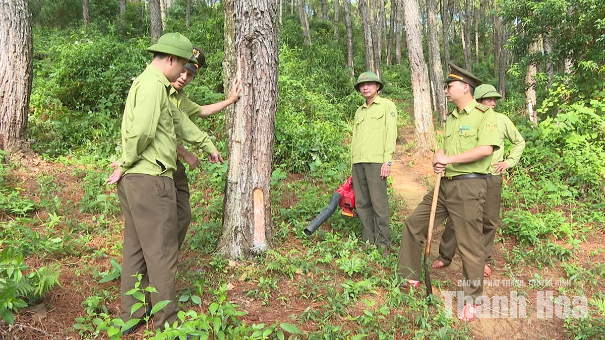 Chủ động phòng cháy, chữa cháy rừng mùa khô hanh