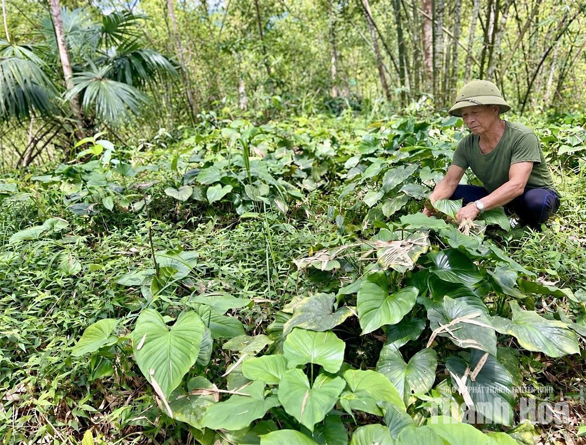 Gieo cây dược liệu dưới tán rừng