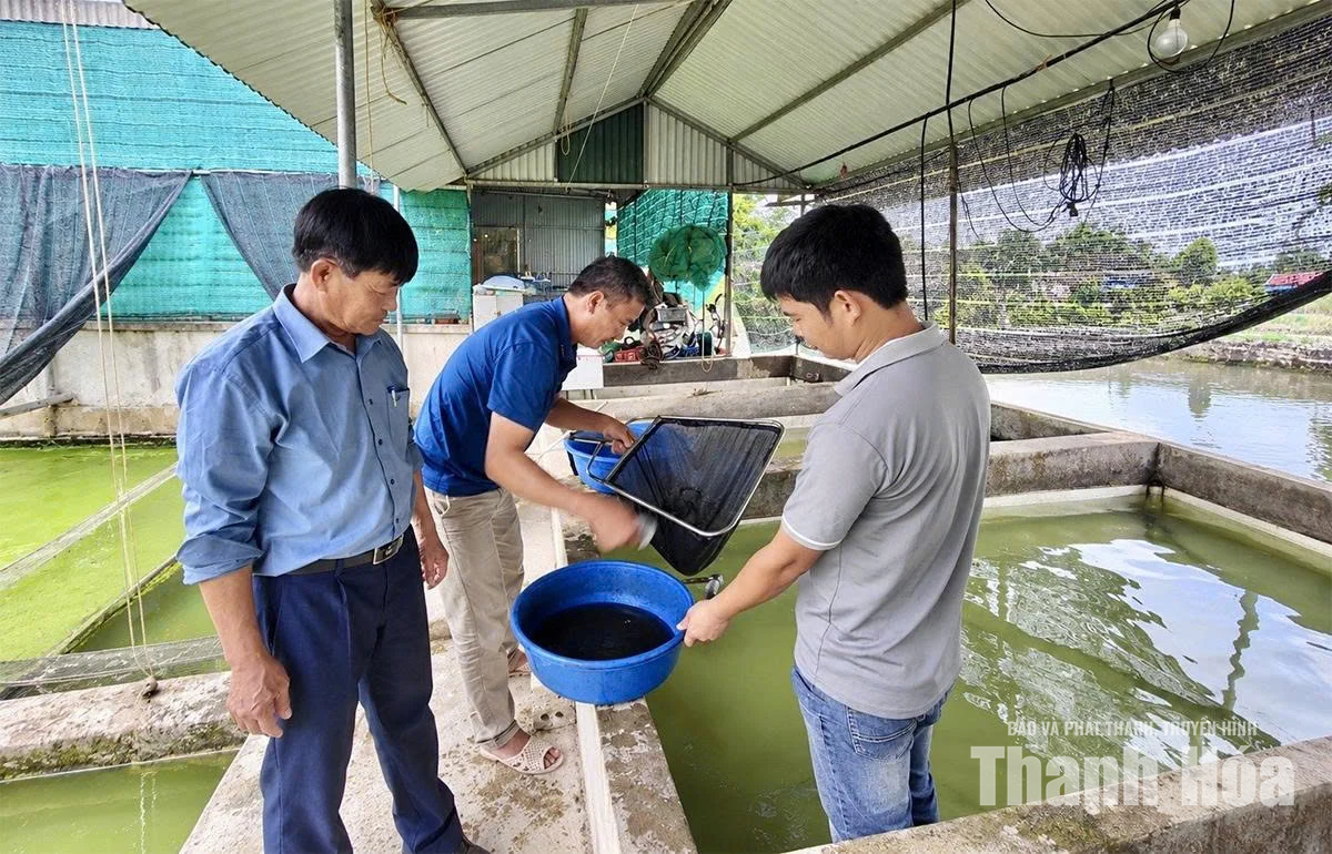 Tạo sinh kế bền vững từ mô hình kinh tế vườn, trang trại