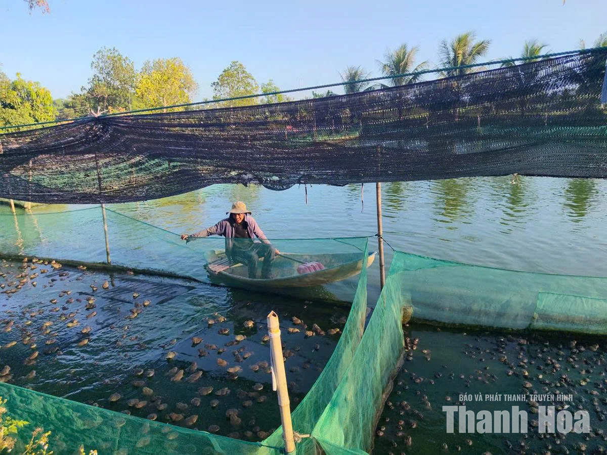 Quảng Chính tích tụ ruộng đất,&nbsp;phát triển sản xuất quy mô lớn