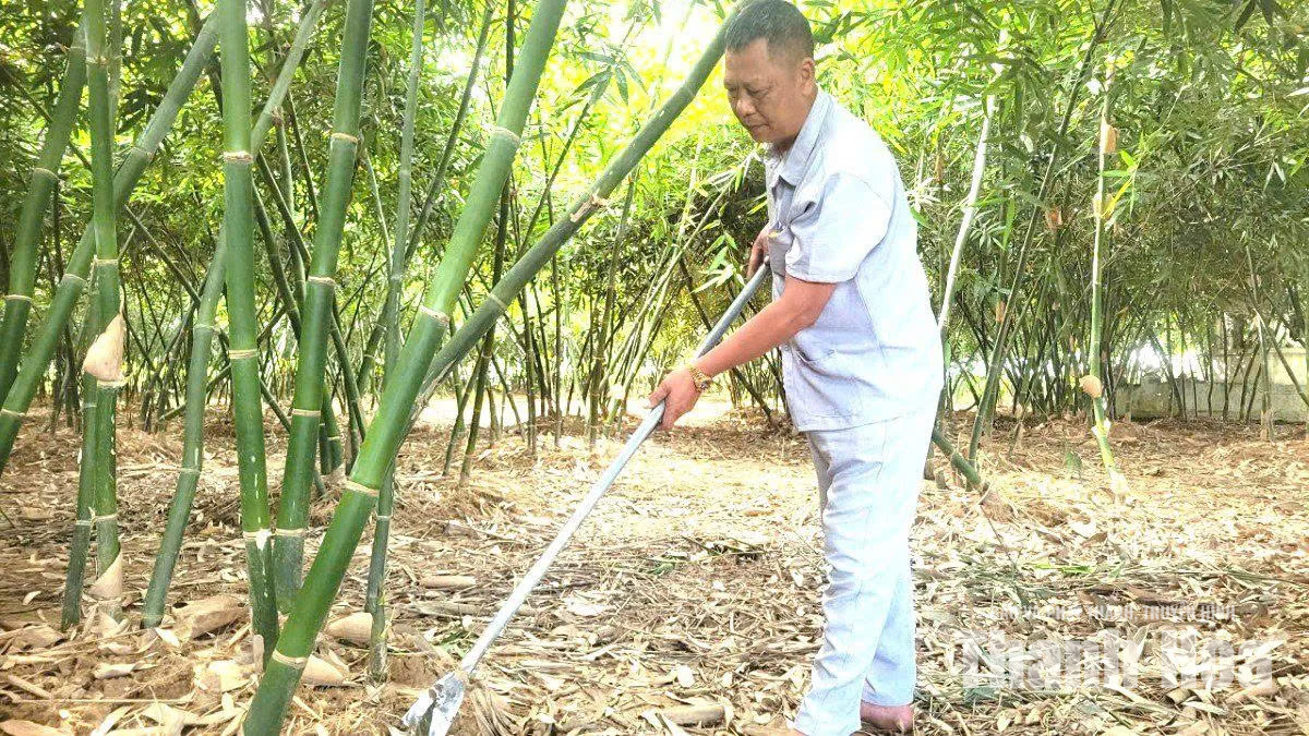 Trồng măng lục trúc cho hiệu quả kinh tế cao