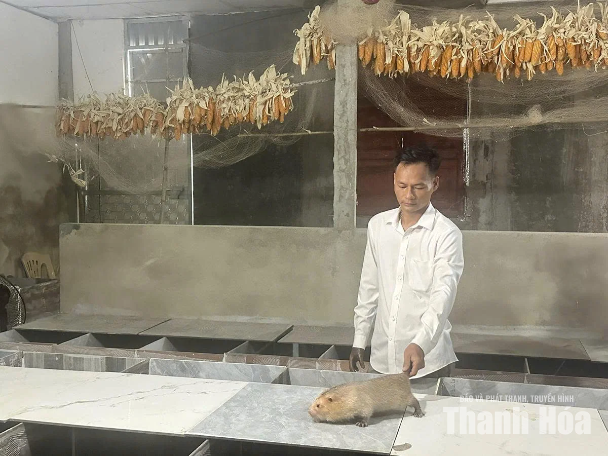 Nuôi dúi, hướng phát triển&nbsp;kinh tế mới ở Quảng Bình