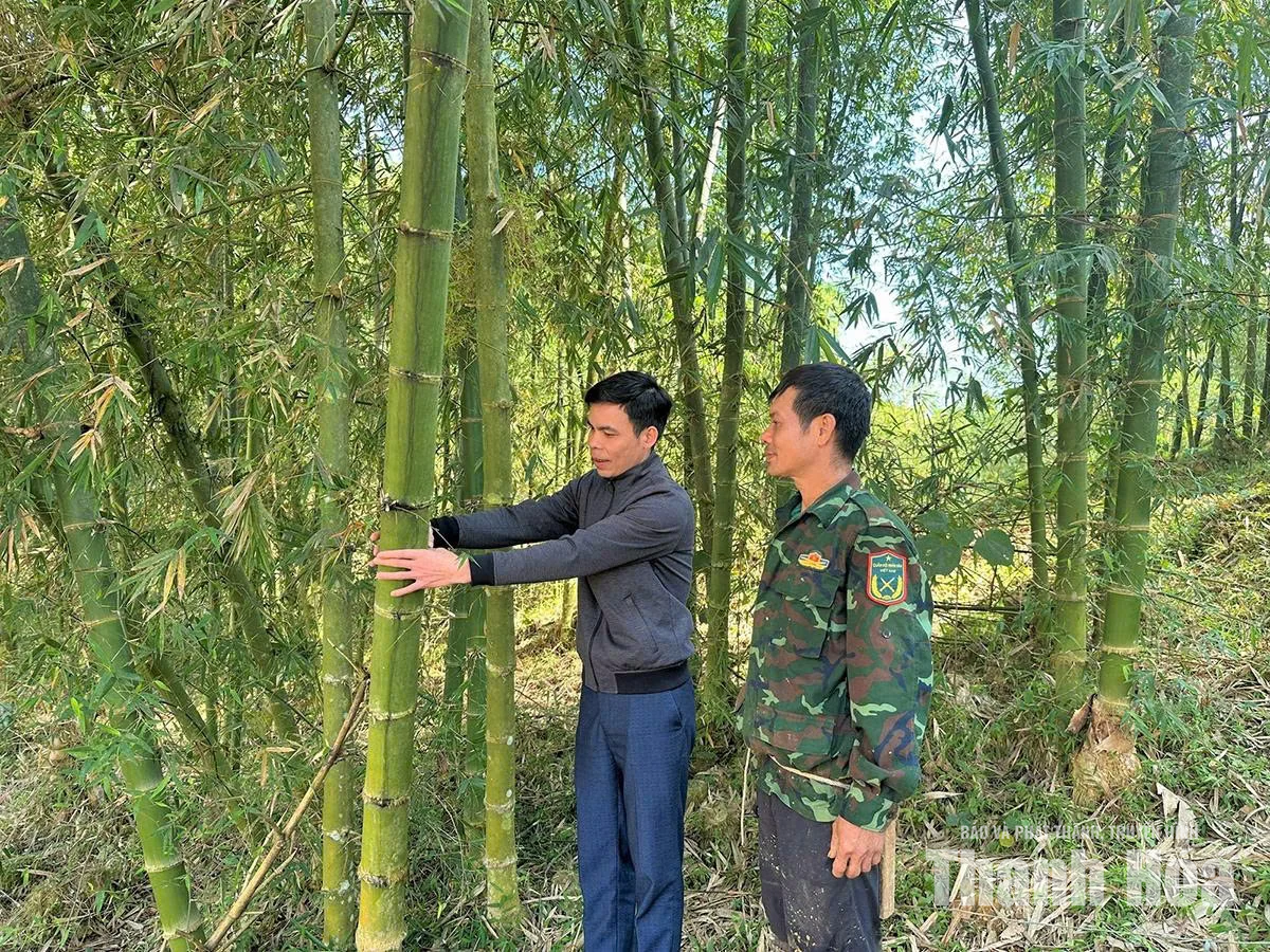 Văn Nho đa dạng sinh kế, tăng thu nhập cho người dân