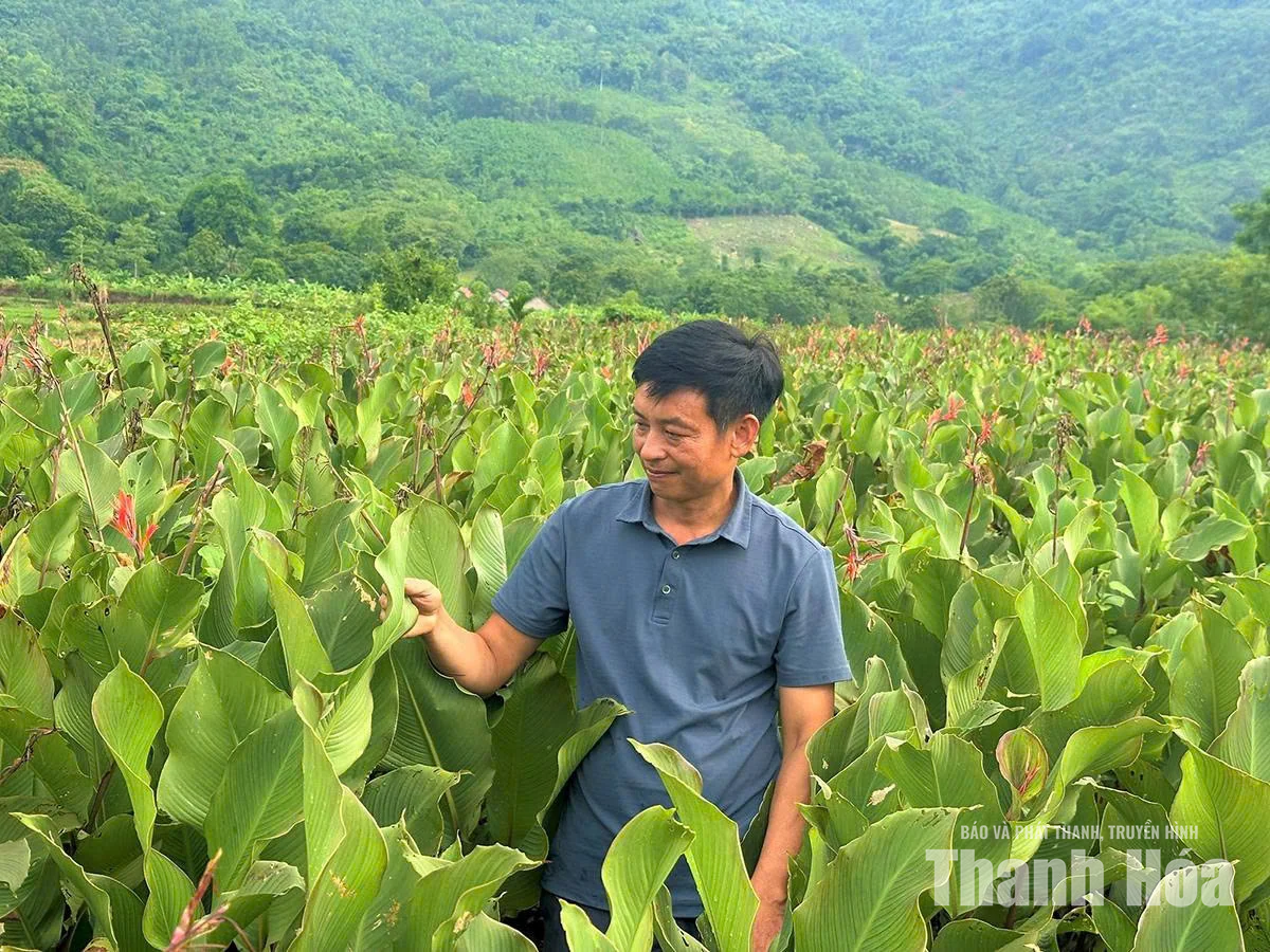 Gương nông dân dân tộc Mường làm kinh tế giỏi