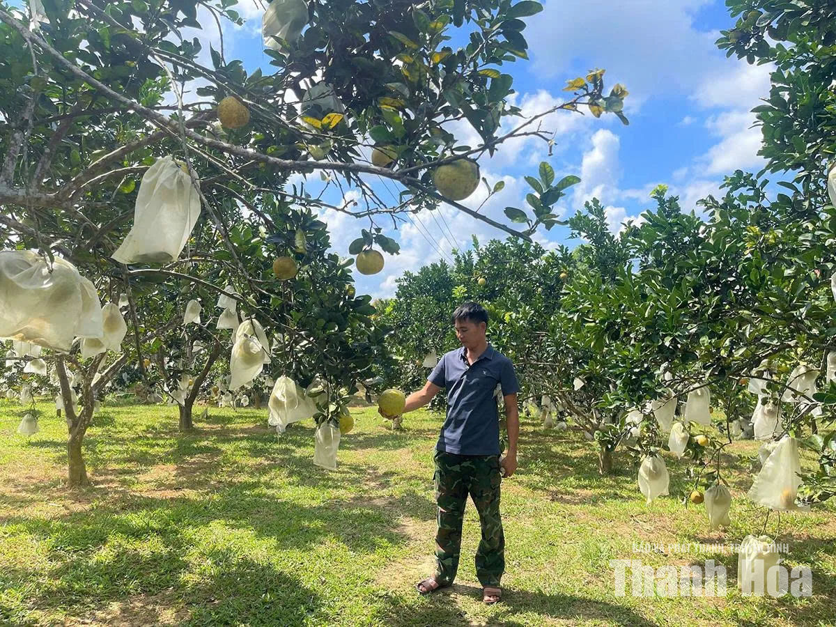 Như Xuân phát triển các mô hình sản xuất,&nbsp;nâng cao thu nhập cho người dân