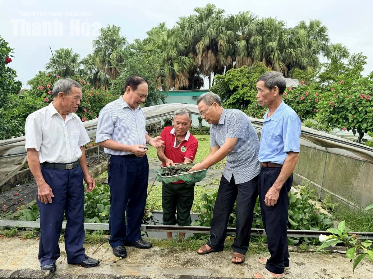 Thanh Hóa phát huy nguồn lực người cao tuổi, thúc đẩy phát triển “kinh tế bạc”
