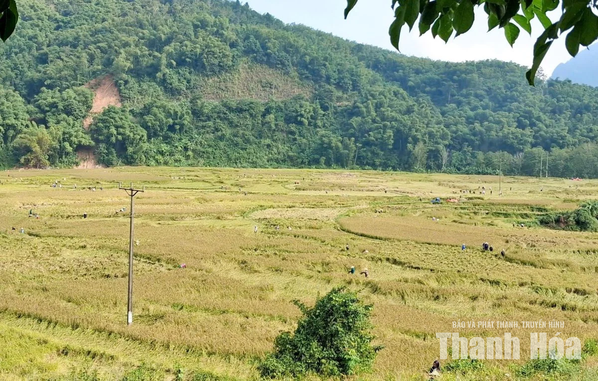 Người dân Tam Lư xuống đồng thu hoạch lúa nếp Cay Nọi