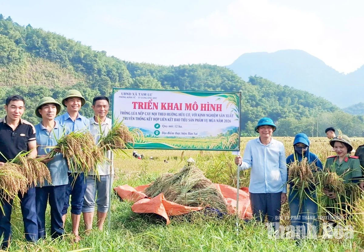 Người dân Tam Lư xuống đồng thu hoạch lúa nếp Cay Nọi
