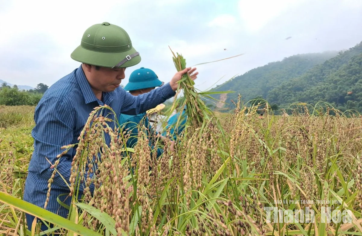 Người dân Tam Lư xuống đồng thu hoạch lúa nếp Cay Nọi