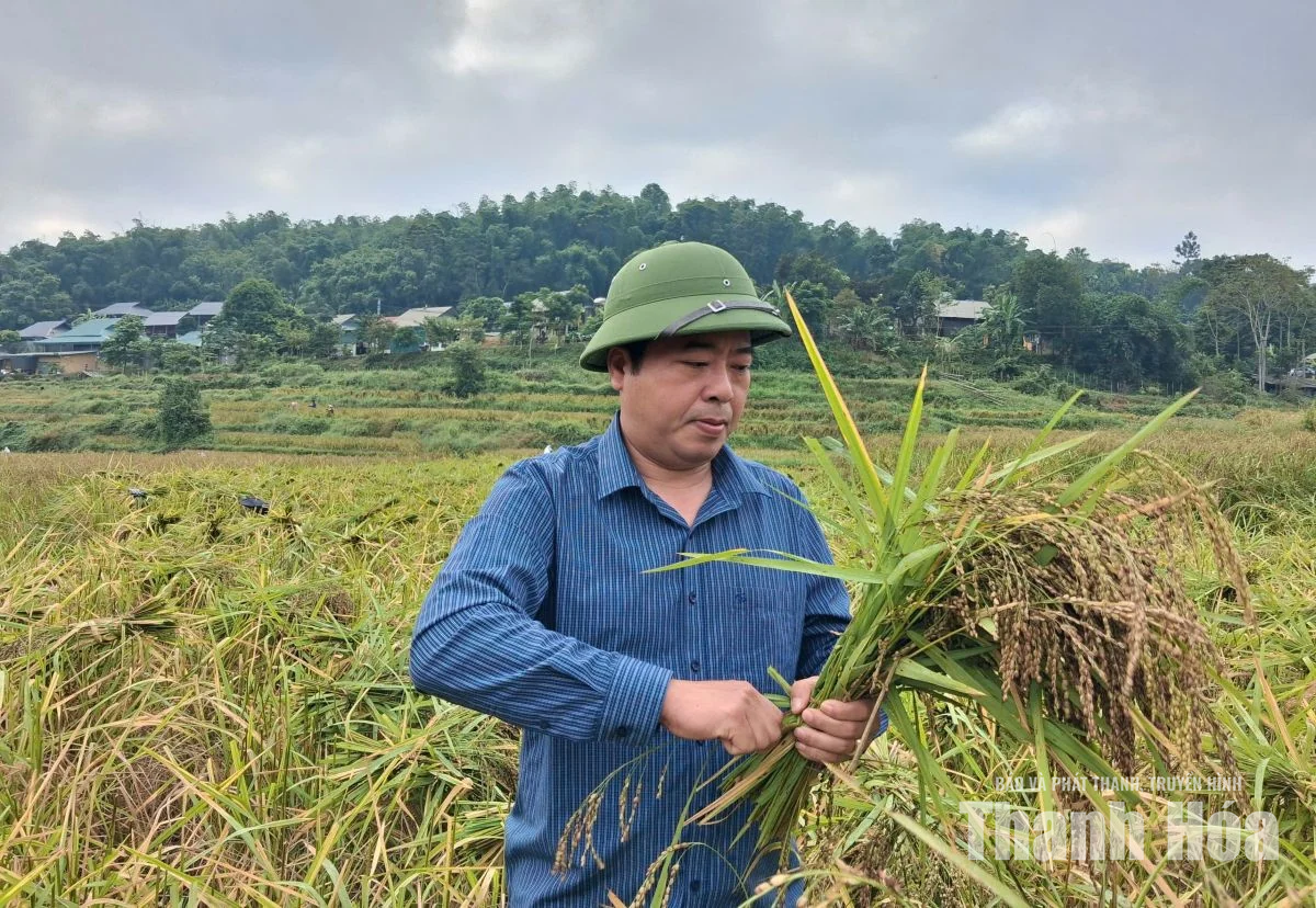 Người dân Tam Lư xuống đồng thu hoạch lúa nếp Cay Nọi