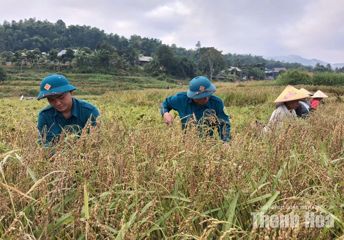 Người dân Tam Lư xuống đồng thu hoạch lúa nếp Cay Nọi