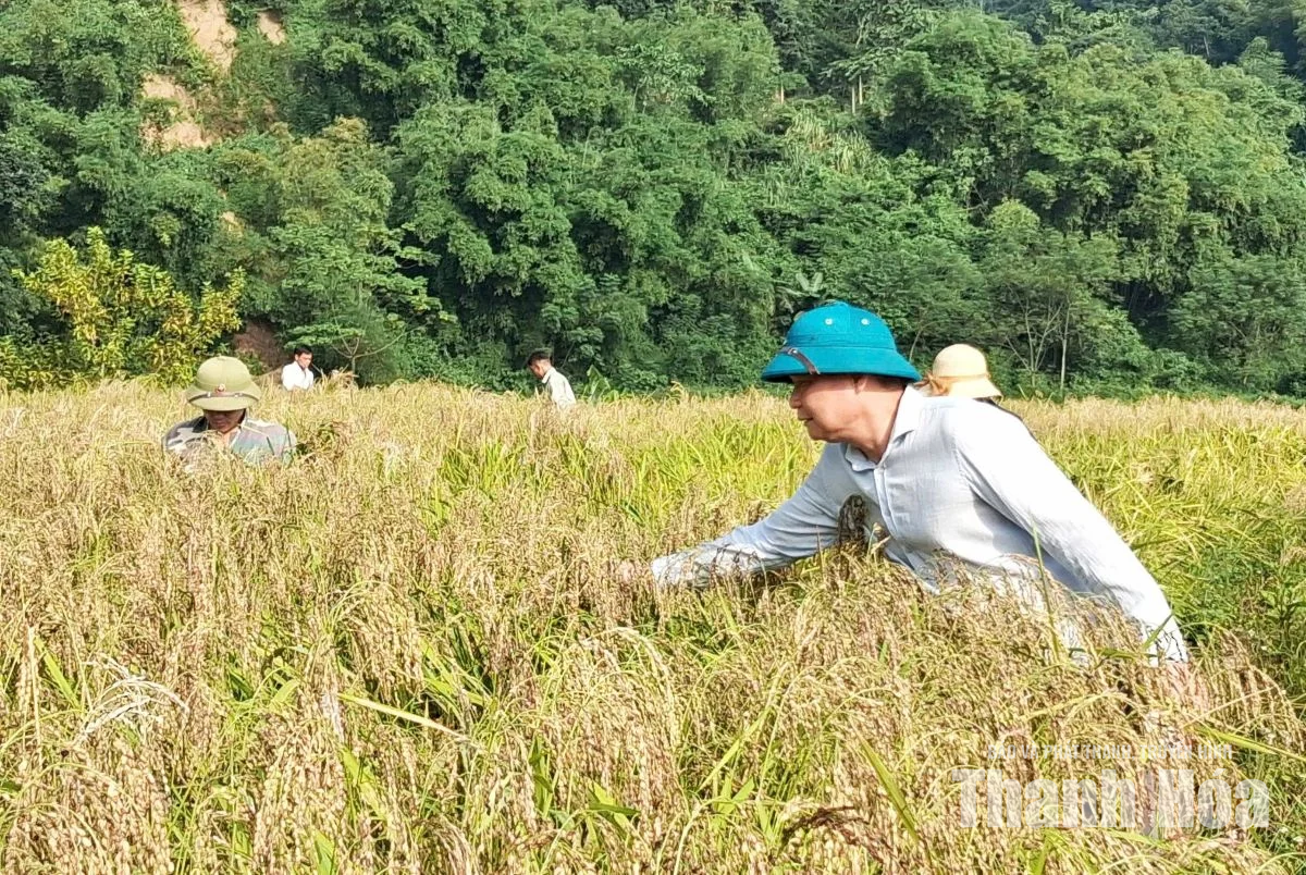 Người dân Tam Lư xuống đồng thu hoạch lúa nếp Cay Nọi