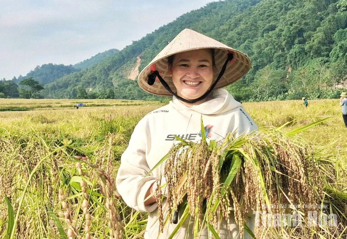 Người dân Tam Lư xuống đồng thu hoạch lúa nếp Cay Nọi