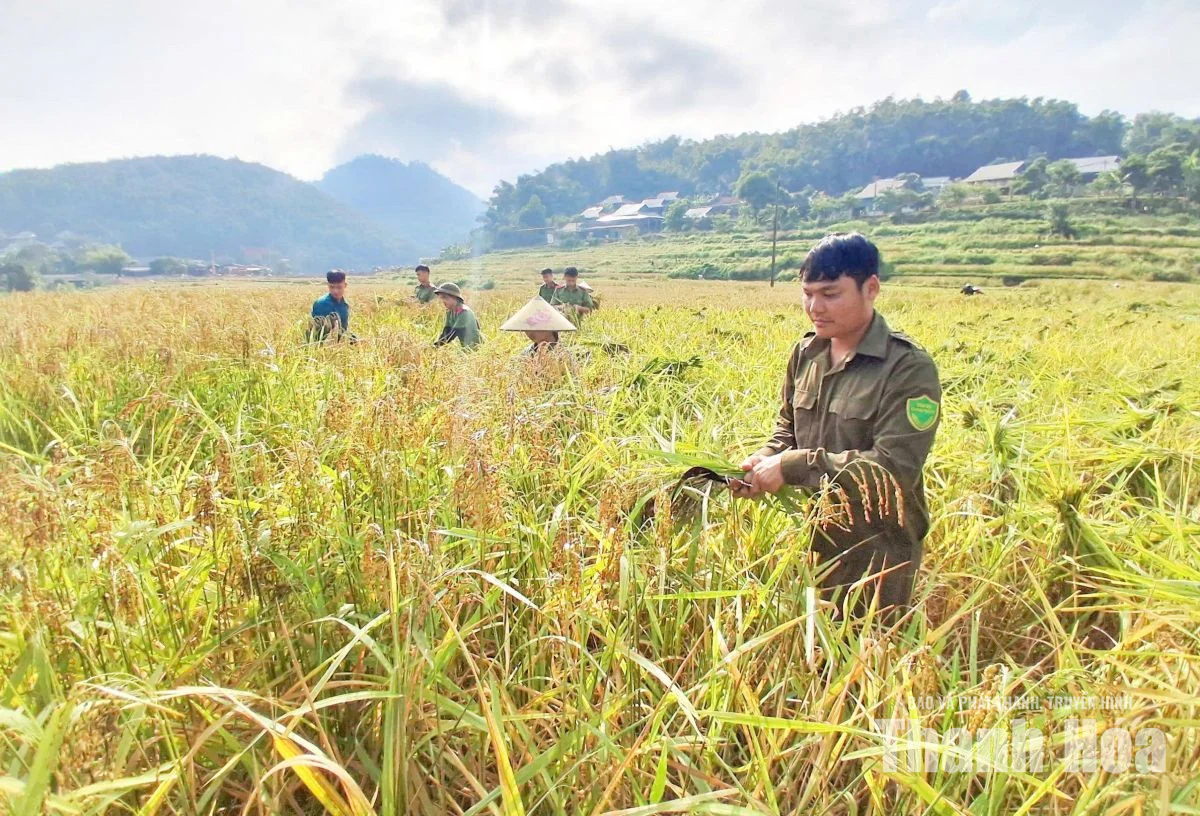 Người dân Tam Lư xuống đồng thu hoạch lúa nếp Cay Nọi
