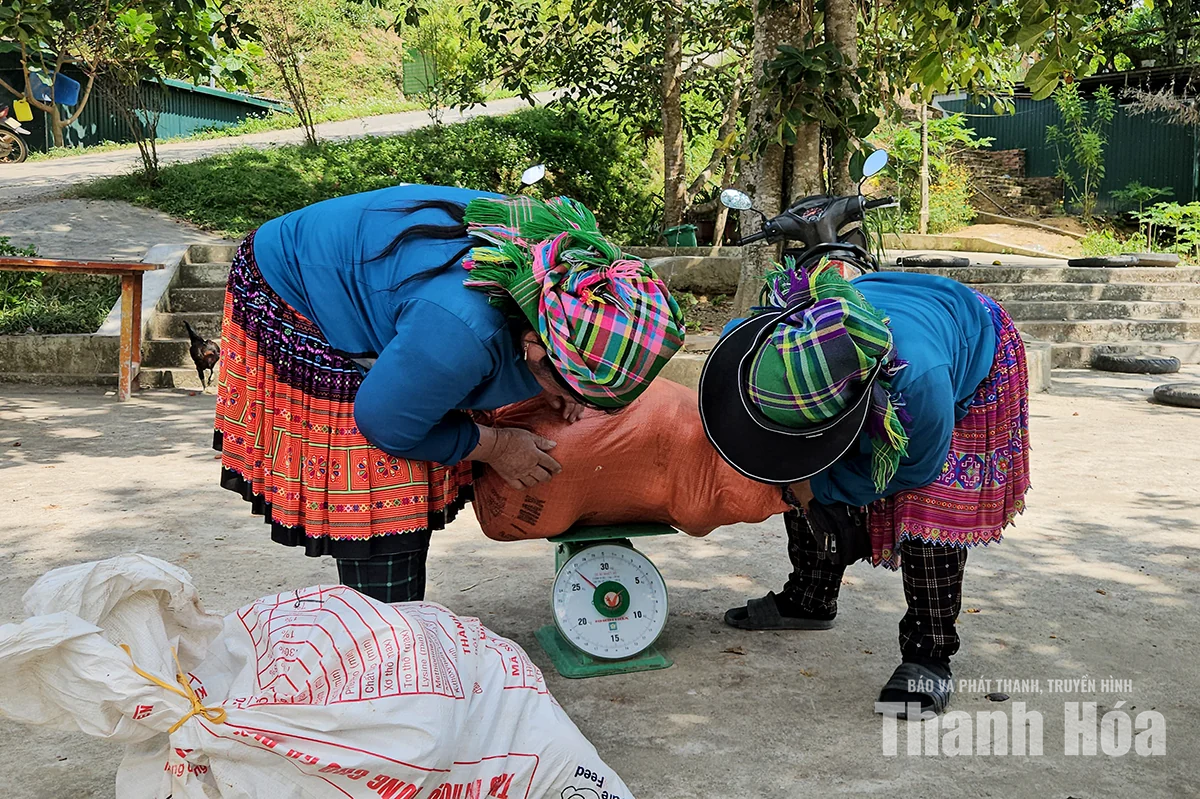 Những phụ nữ Mông ngược dốc mang nông sản lên cổng trời