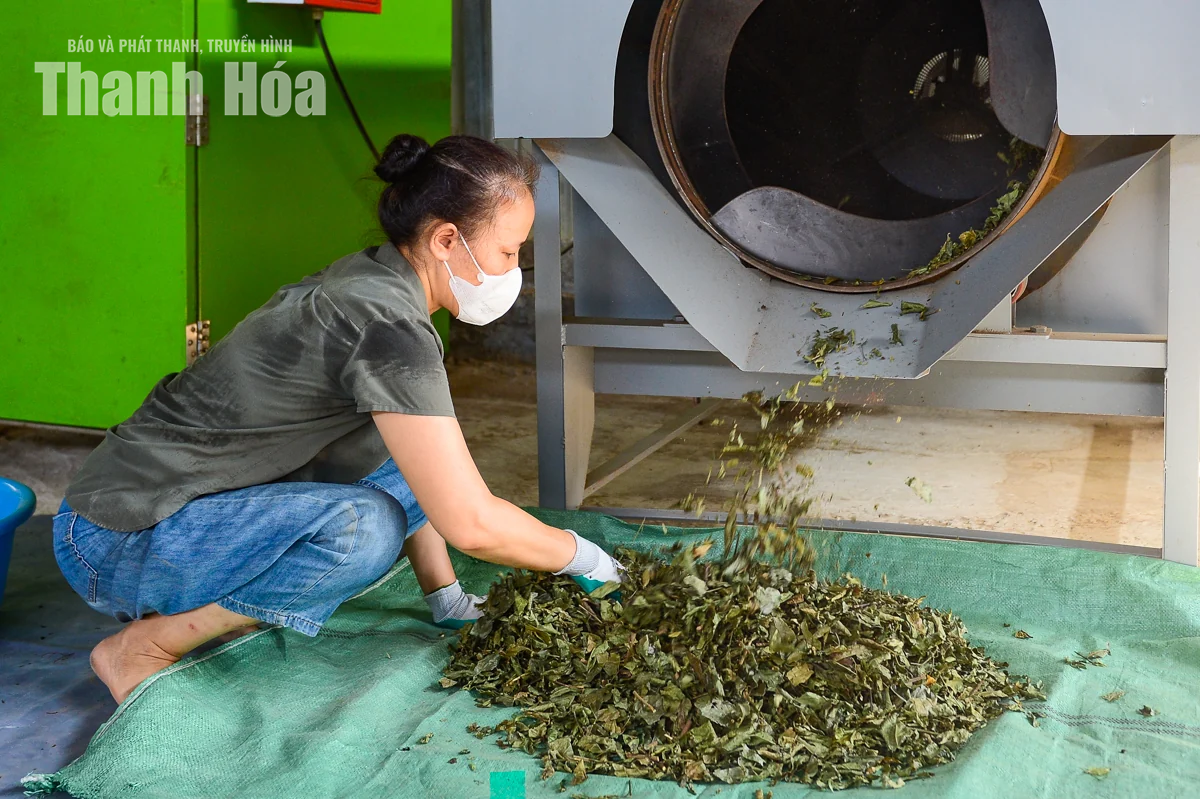 Gìn giữ giá trị thảo mộc Việt từ nguồn dược liệu xứ Thanh