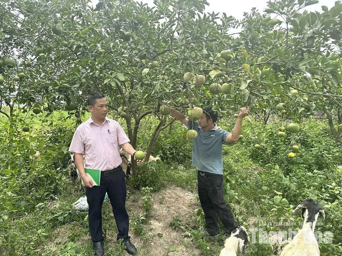 Ngân hàng chính sách xã hội Hà Trung nâng cao chất lượng tín dụng chính sách
