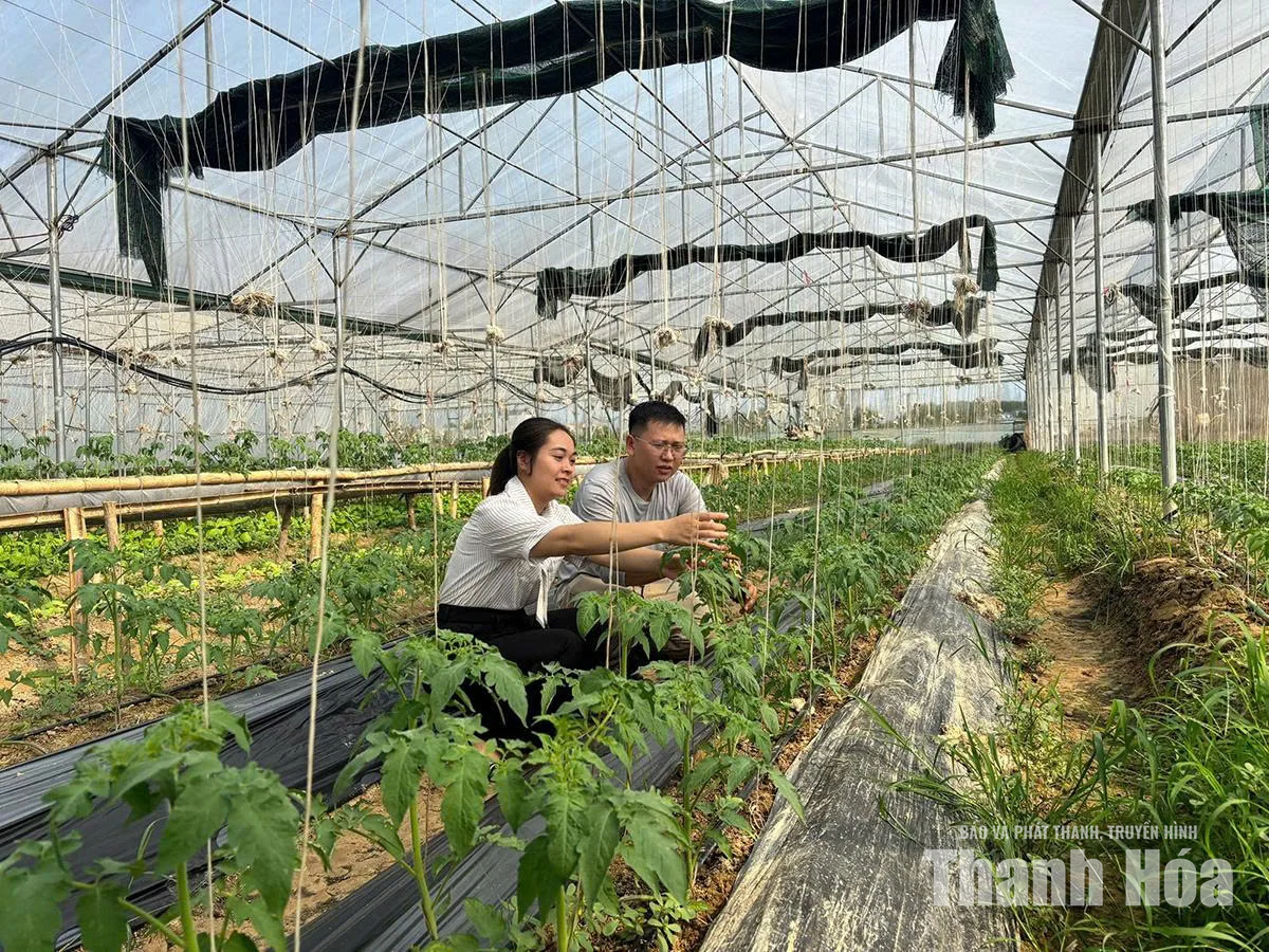 Ứng dụng khoa học công nghệ&nbsp;nâng tầm giá trị nông sản ở xã Yên Thọ