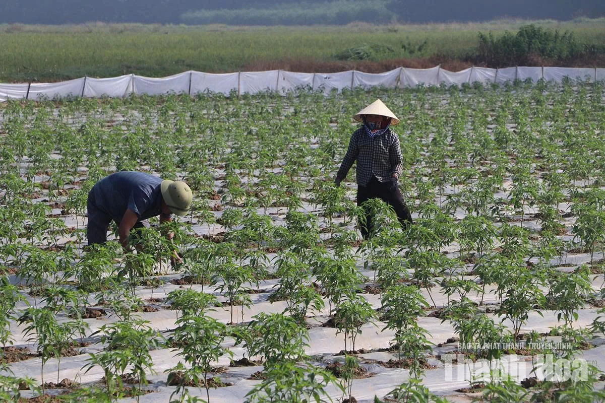 Nắm bắt nhu cầu thị trường để nâng cao&nbsp;hiệu quả sản xuất vụ đông