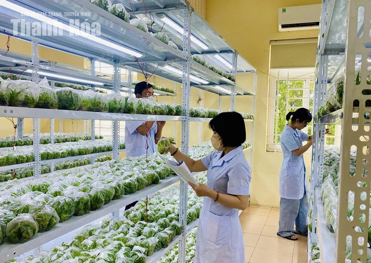 Mở hướng đi mới cho vùng nguyên liệu dứa