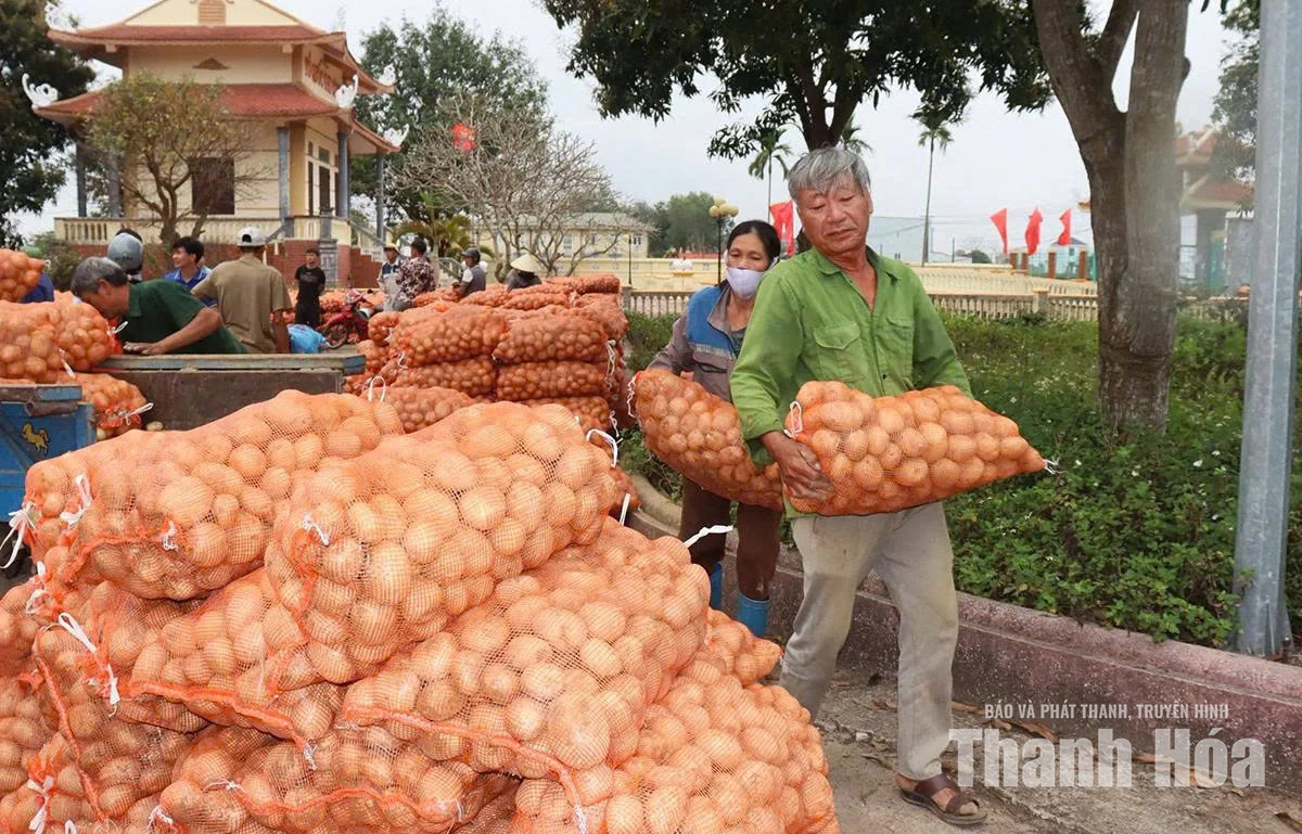 Liên kết trồng khoai tây,&nbsp;nâng cao giá trị cây vụ đông