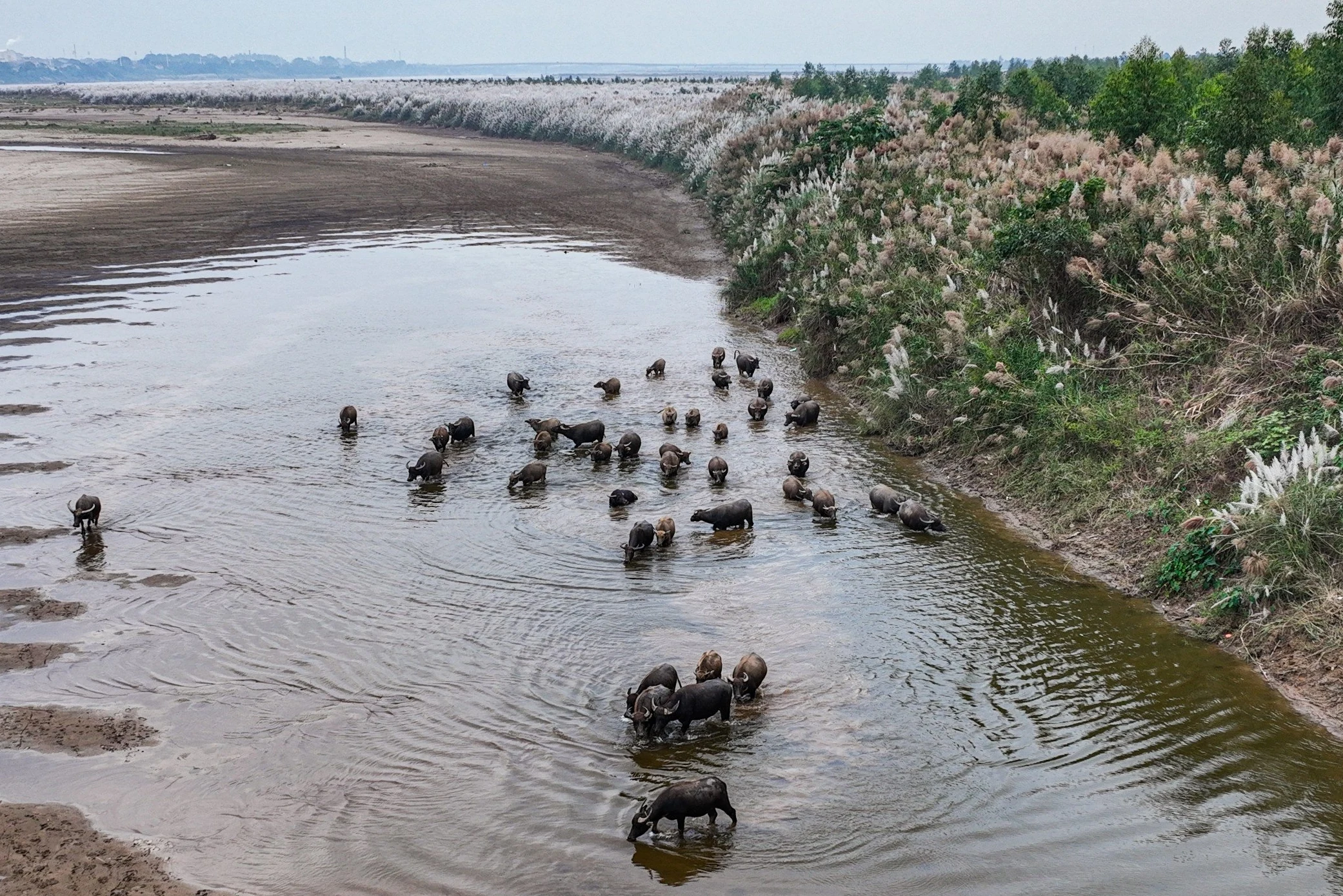 The colossal season of white reeds