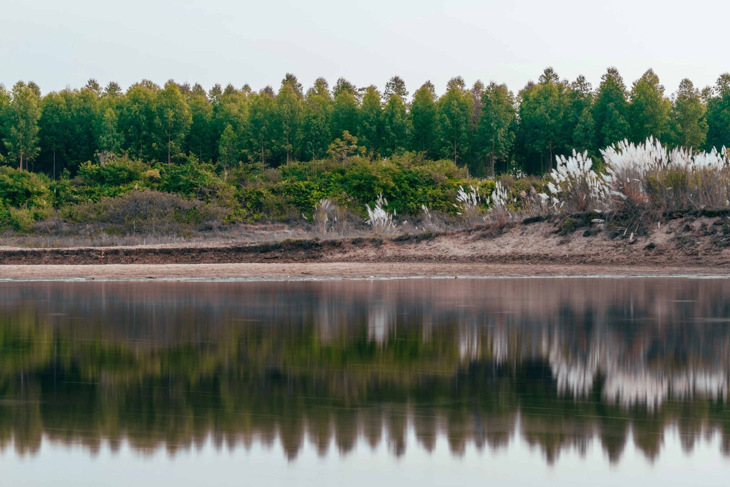 The colossal season of white reeds