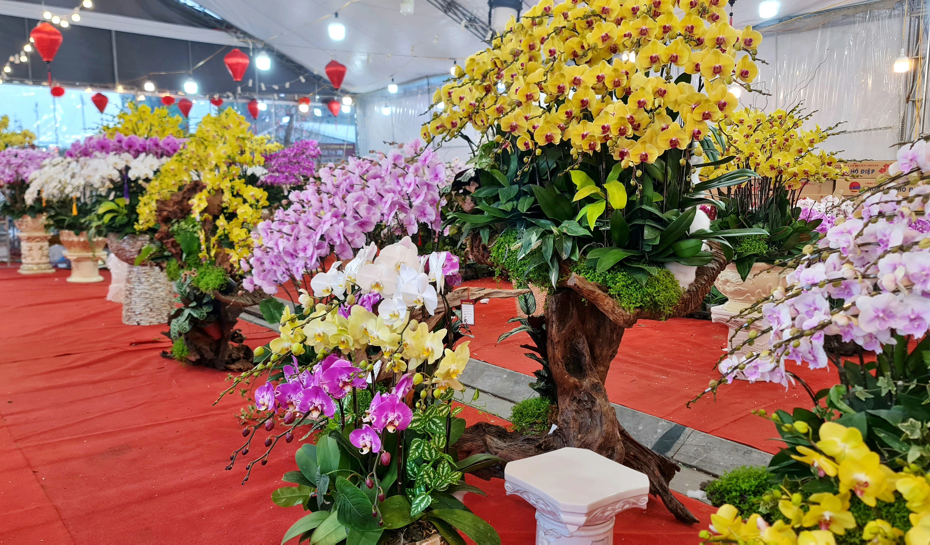 Tet Flower Market
